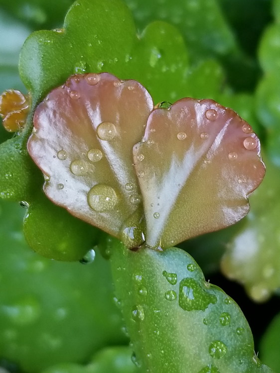 Wet stems