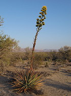 west of Highway 5 on road past Arco del Triunfo, with inflorescence