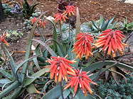 At Cold Springs Aloes