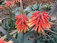 At Cold Springs Aloes