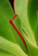 leaf edge close