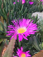 flower in the garden top side