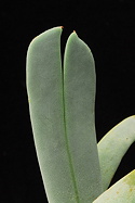 smoother leaf detail