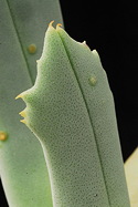 leaf teeth detail