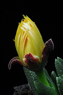flower about to open