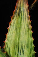 leaf variant 1