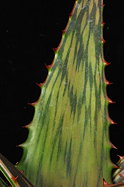 leaf variant 2