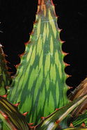 leaf variant 3