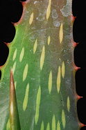 leaf variant 4