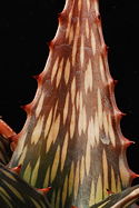 leaf variant 5: reddish brown