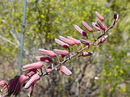 inflorescence
