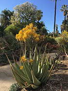 overview in Desert Garden