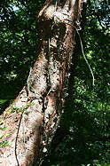 scrambling up a Bursera tree in the dry forest, Guanacaste Prov., Costa Rica