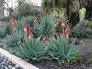 several plants in the Desert Garden