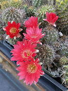 lighter red tending pink blooms