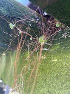 Plantlets can form on filamentous adventitious roots.