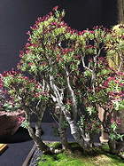 Exhibited by John Bleck at the 2018 Intercity Show where it won Best Crassula