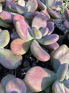 blushing pinkish-purple leaves