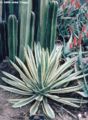 amongst friends in the Desert Garden