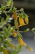 flower detail