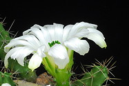 single white flower overview