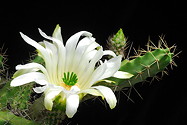 single white flower top view