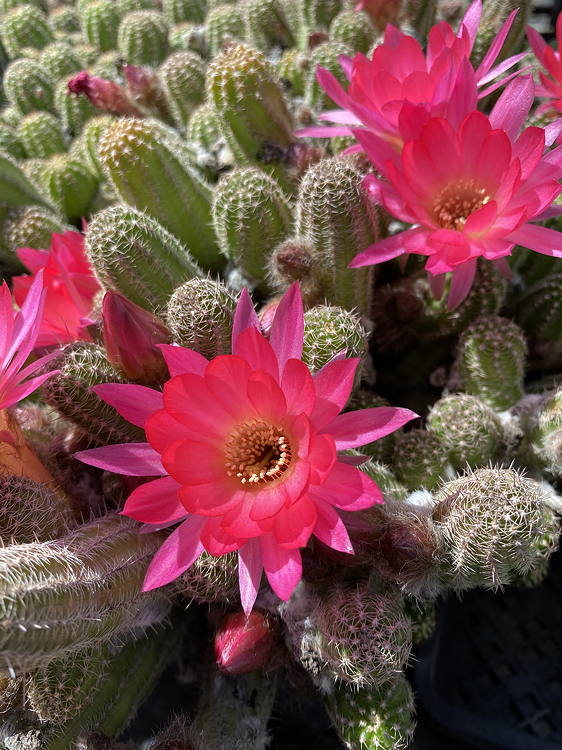 ×Chamaelobivia ‘El Gigante’ blooming