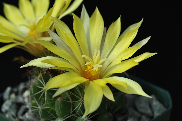 flower closeup