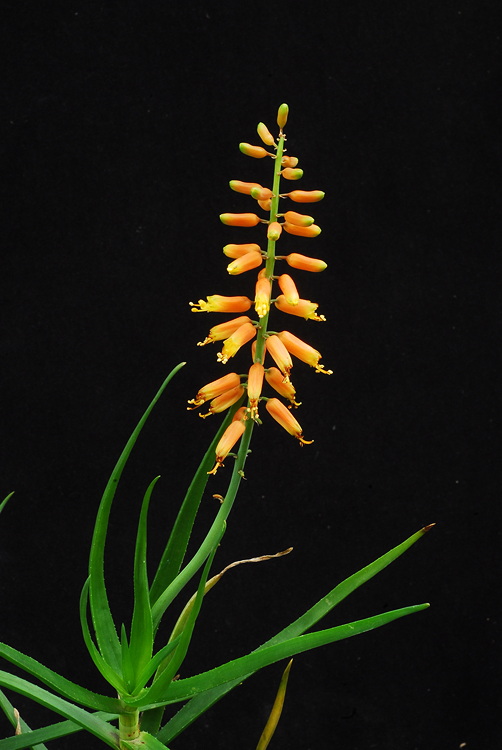 Aloe tenuior ‘Rubriflora’ | ISI 2023