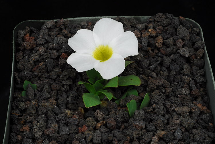 potted plant flowering