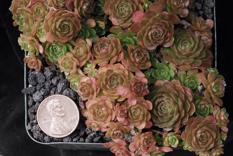 top view with a U.S. penny for scale