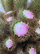 Mammillaria mieheana propagation close