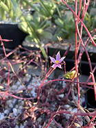 flower and inflorescences