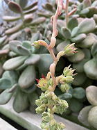 flowers and buds, close