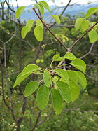 foliage