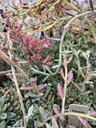 inflorescence