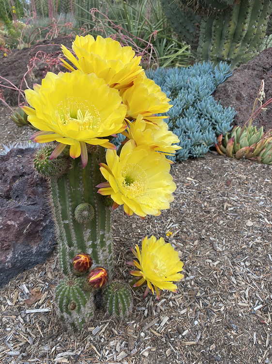 blooming in the garden