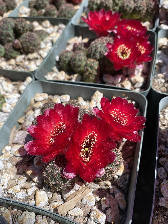 potted plants in flower