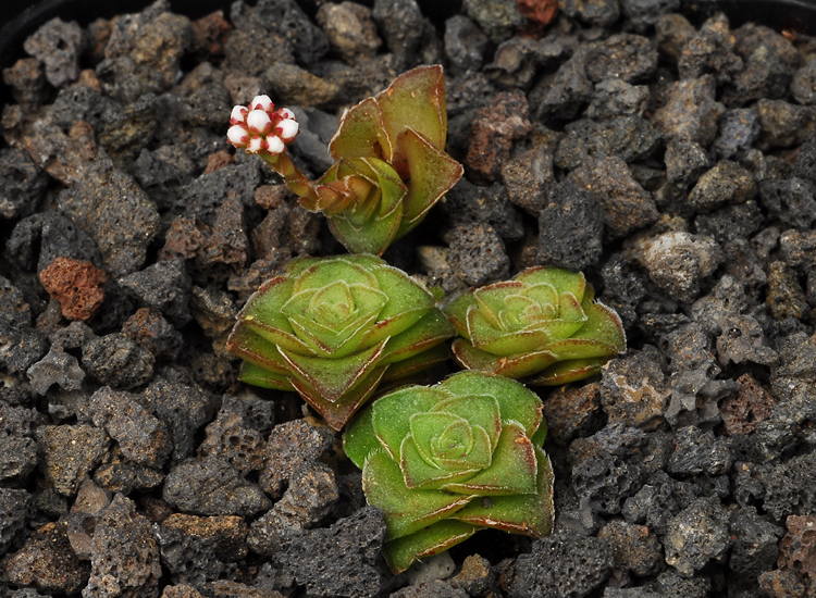 overview of this small plant, very close