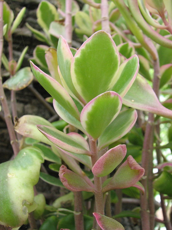 leaves close, side view showing variegation