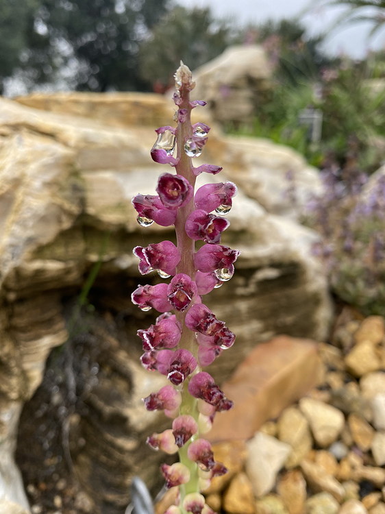 inflorescence