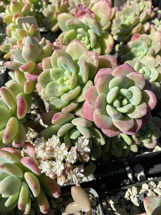 rosettes and flowers