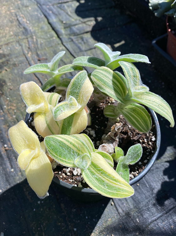 view from above showing variegated leaves