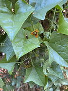 foliage and male flower