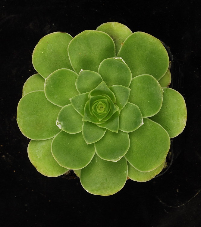 rosette