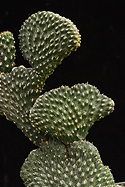 tubercles