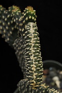 stem
