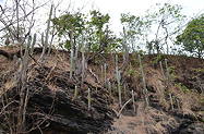 in habitat