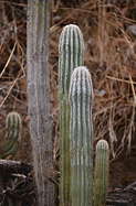 stems
