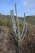 in habitat on Curacao